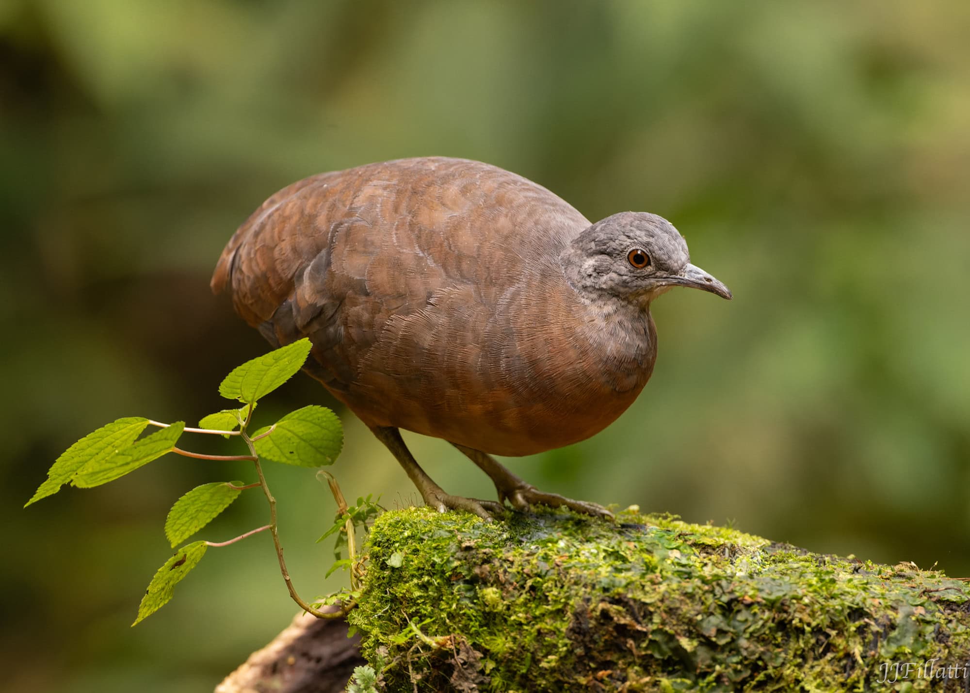 bird of colombia image 67